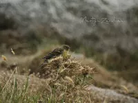 Corsicaanse citroensijs [Carduelis corsicana]